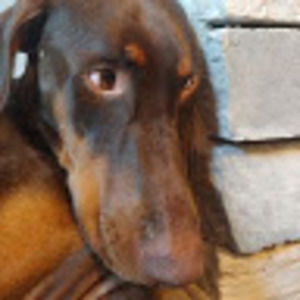 Meet your Posher, Spencer